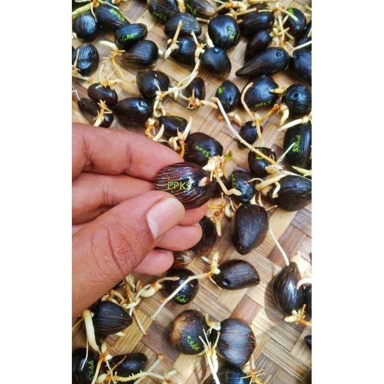 Bibit sawit unggul jaya DXP MAREHAT