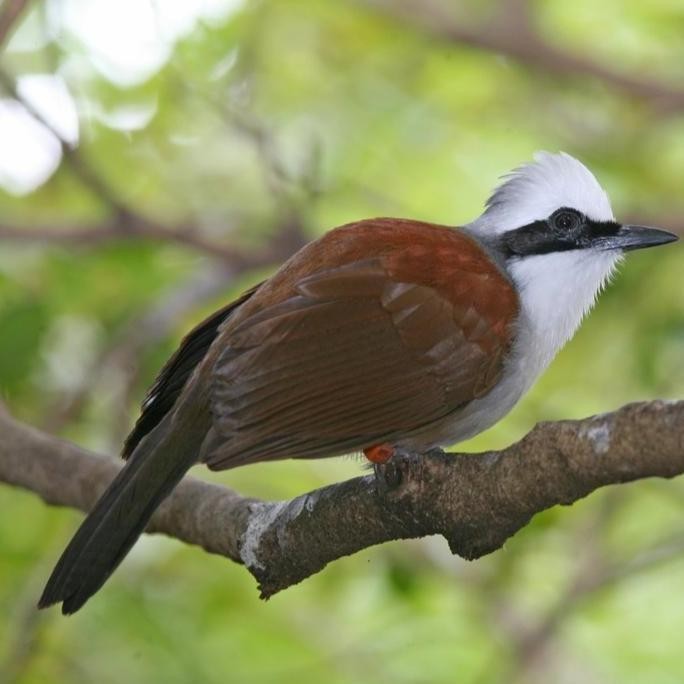 

COKLAT VUR WAMBI WHAMEI HWAMEI 500 VOER IMPORT VUR IMPORT