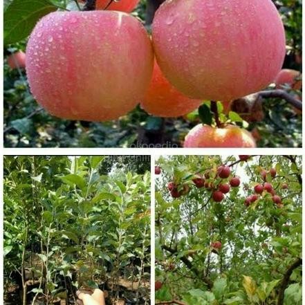 Bibit Tanaman Buah Apel Fuji unggul - Bibit Apel Fuji Cepat Berbuah BARANG SUPER
