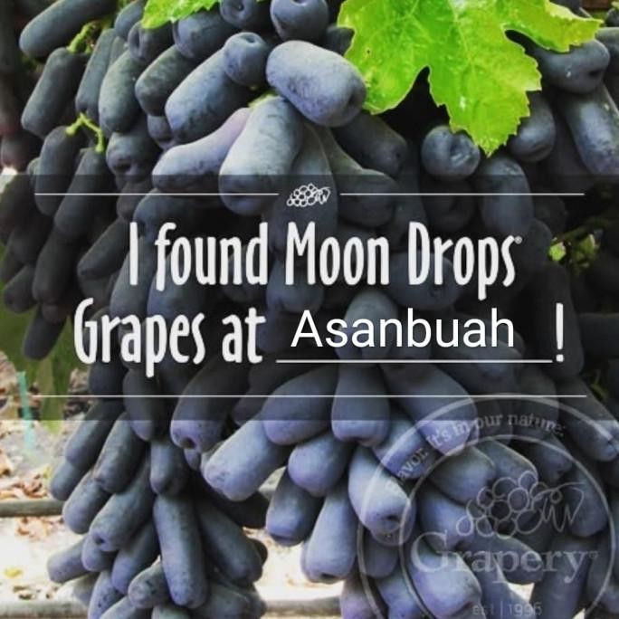 

Promo Buah Anggur Hitam Black Moondrops /100Gr Manis Tanpa Biji Sapphire