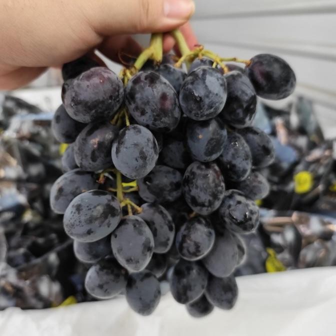 

Sale Anggur Item | Anggur Hitam | Anggur Tanpa Biji - 1Kg