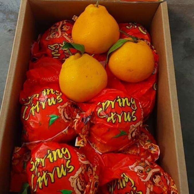 

Promo Buah Jeruk Dekopon Papangan Spring Citrus Tanpa Biji (4.5 Kg) Manis
