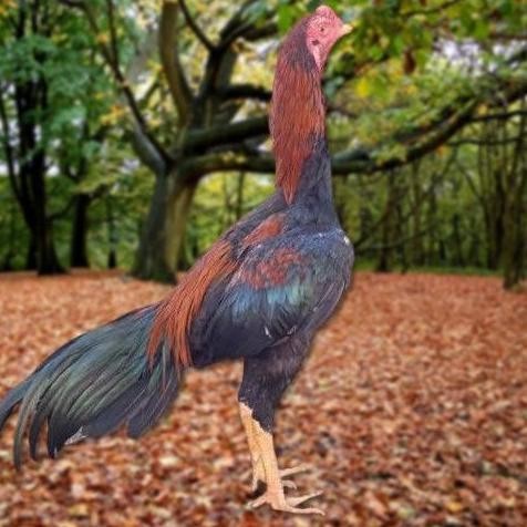 

TELUR AYAM PAKHOY TRAH MANEEDAENG X BLACKBULL X BLACK ROSE X DURIAN X PAYABOD X JIMMYWHITE X 17YOK / KHOYNGON VERTIL SIAP DI TETASKAN JAMINAN SUPER OIGINAL BERGARANSI