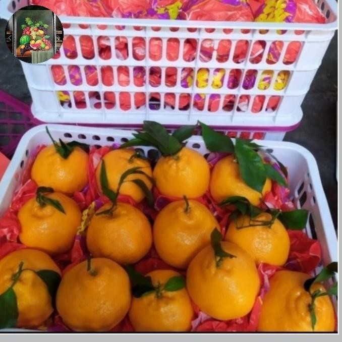 

Murah Jeruk Papagan Dekopon