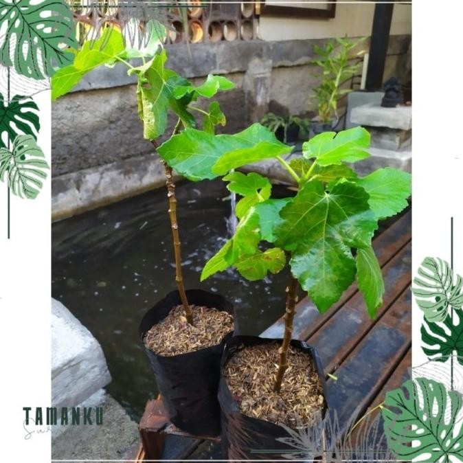 Terlaris Bibit Tanaman buah tin merah buah ara Bibit Tin Pohon Tin