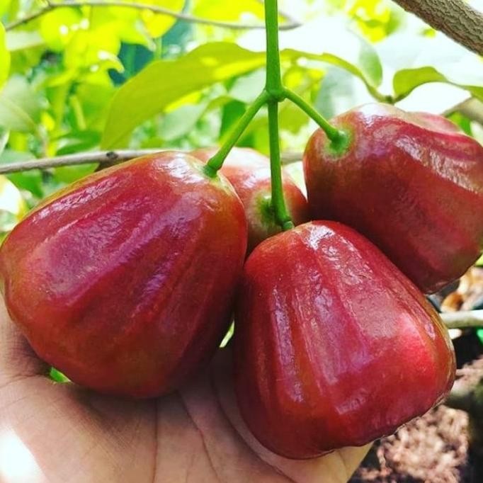 Bibit Jambu Air Dalhari Okulasi Tabulampot MMMM