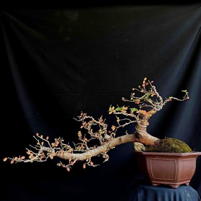 Terlaris Bonsai Pohon Murbei Buah Semi Cascade Unik UNGGULAN
