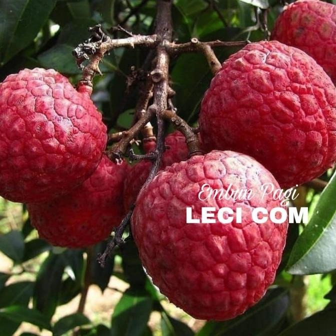 Terlaris Bibit Pohon Buah Leci com dataran rendah cepat berbuah dari