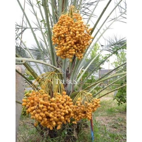 bibit kurma tropis ukuran besar mudah adaptasi TOPz