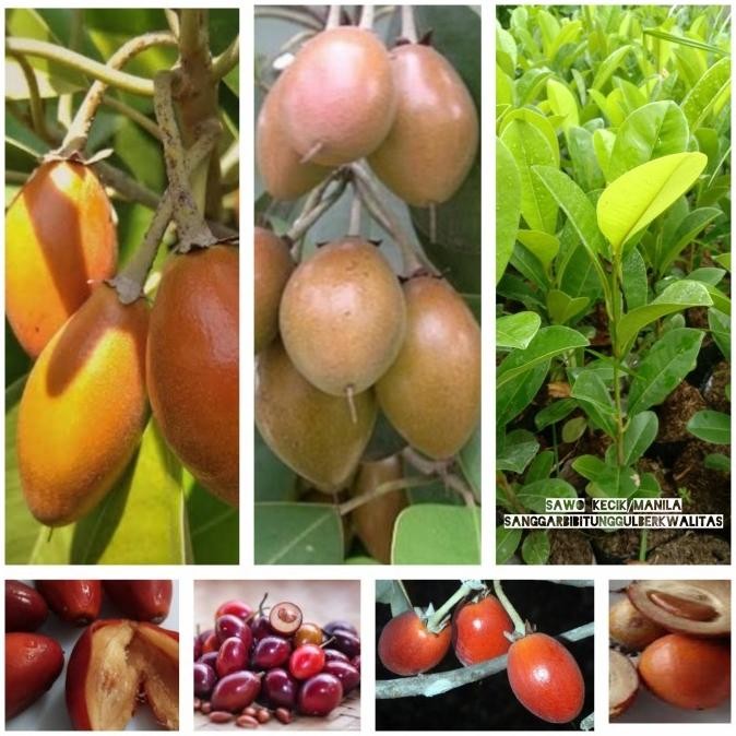 Terlaris Bibit tanaman buah Sawo Kecik/sawo Manila/ sawo Jawa buah