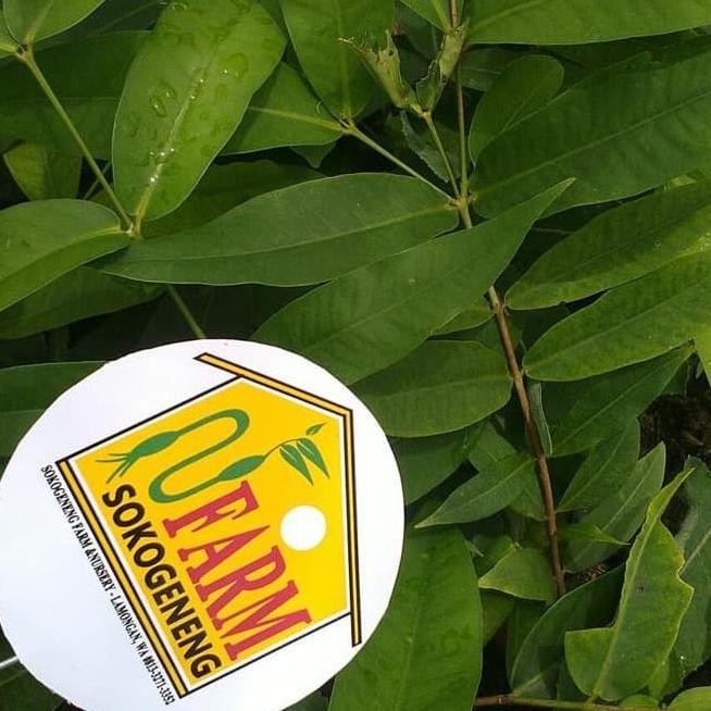 SRD BIBIT JAMBU AIR KING ROSE KINGROSE APPLE JUMBO UNGGUL SUPER MANIS