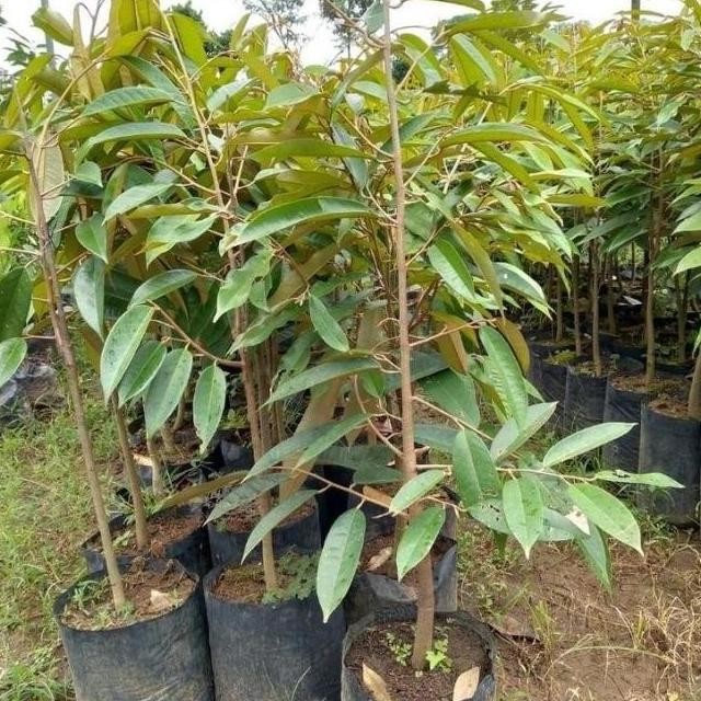 GS Bibit Tanaman Buah Durian Montong Hasil Cangkok -B ax