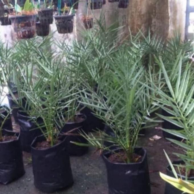 bibit pohon kurma tanaman bibit kurma TOPz