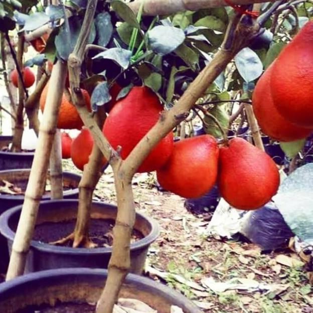 Terlaris Bisa COD Bibit Jeruk Red Pamelo Thailand Tanaman Buah Jeruk