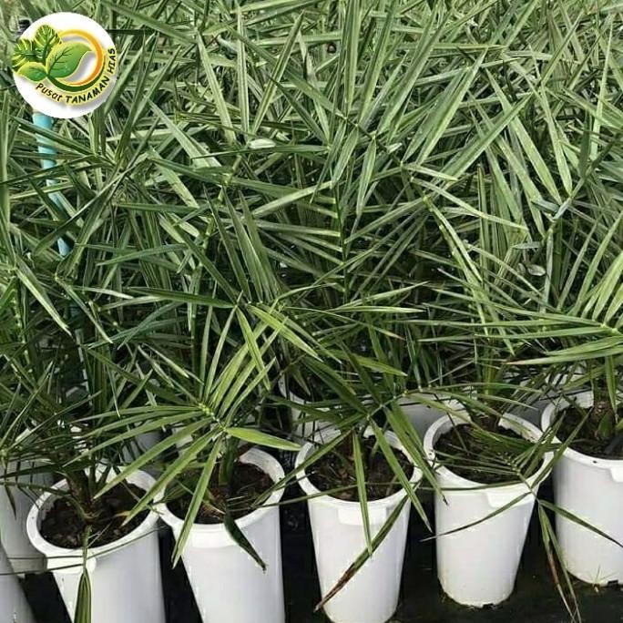 bibit pohon kurma - tanaman buah kurma - pohon kurma TOPz