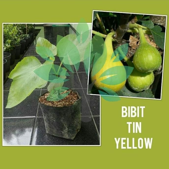 Terlaris Bibit Tanaman Buah Tin Yellow-Bibit Buah Tin Kuning-Bibit Tin
