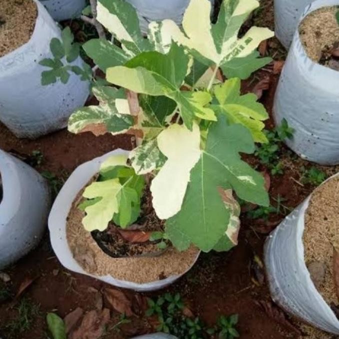 Terlaris Bibit Tanaman Buah Tin Jtv (Jolly Tiger Varigata)