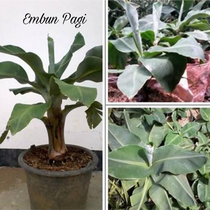 ORINL Bibit Pohon Pisang Brazil Pendek berbuah Tambulanpot AZZ