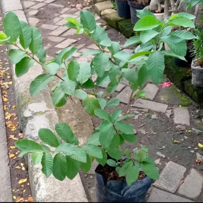 bibit pohon jambu kristal/tanaman jambu kristal/benih jambu Aww