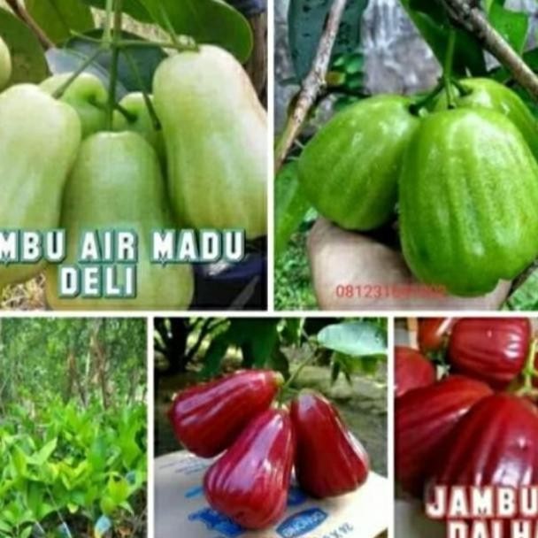 Paket 3 Jenis Tanaman Bibit Jambu Air Aww