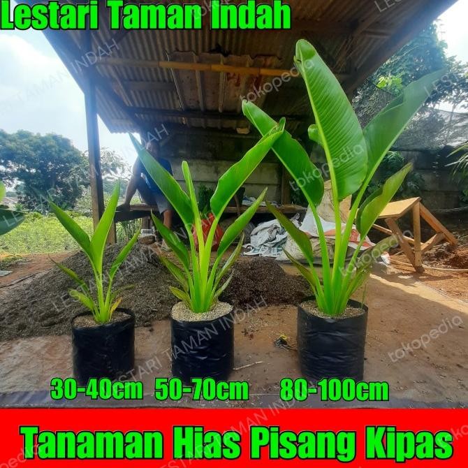 tanaman hias pisang kipas pohon pisang kipas bibit pohon pisang kipas PREMIUM