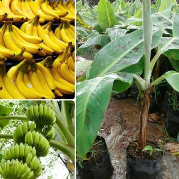 Grade A Bibit tanaman buah pisang cavendis sht11 NOW AZZ