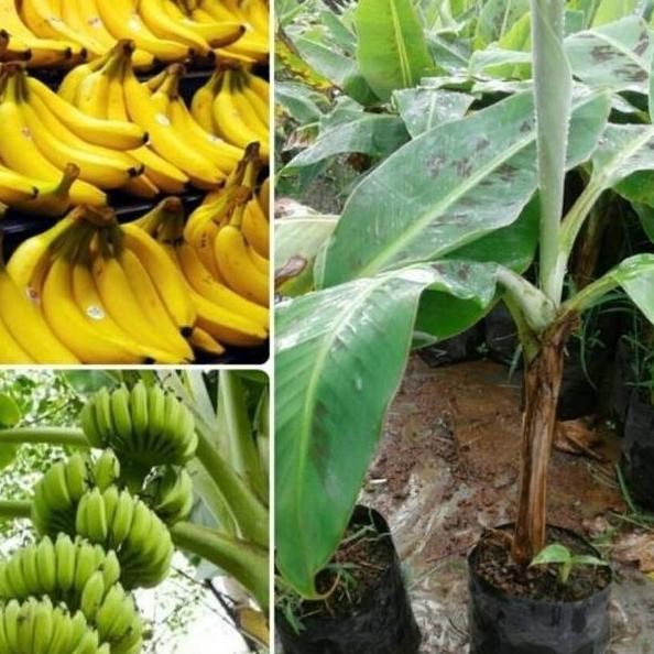 Grade A Bibit tanaman buah pisang cavendis sht11 BEST AZZ