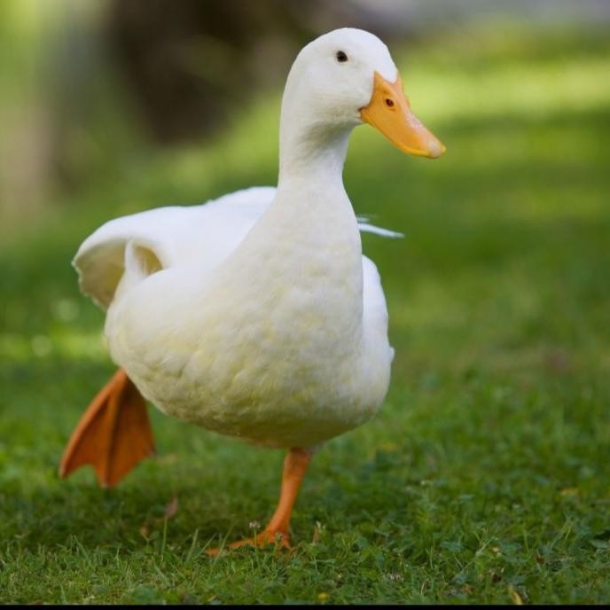 

Grosir Bebek Peking Besar