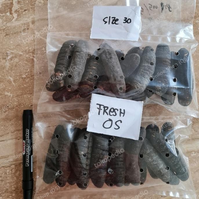 

Sale Teripang Belitung Gosok Haisom Hoisem Hai Som Hoi Sem Tripang Size 30