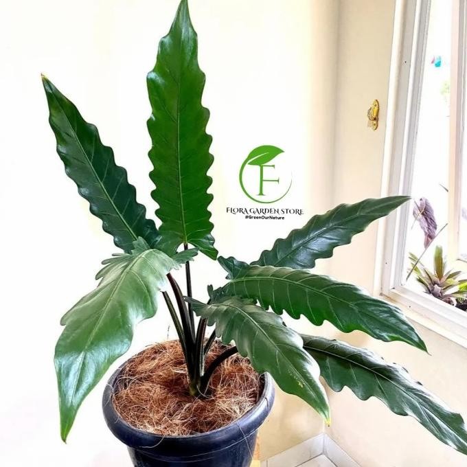 Tanaman Hias Alocasia Lauterbachiana - Alocasia Keris Papua