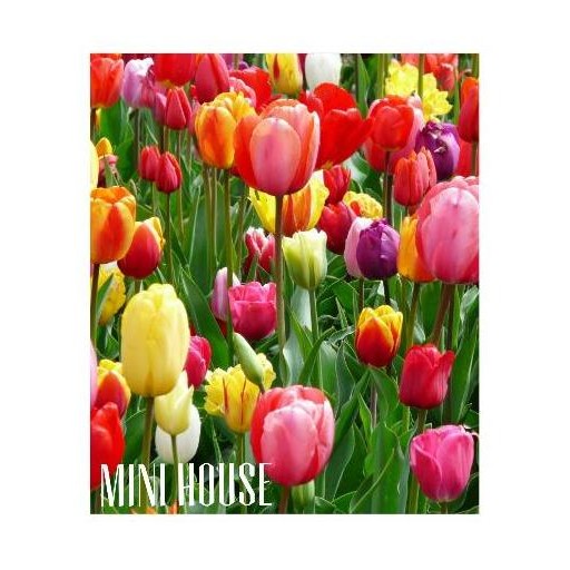 UMBI TULIP IMPOR