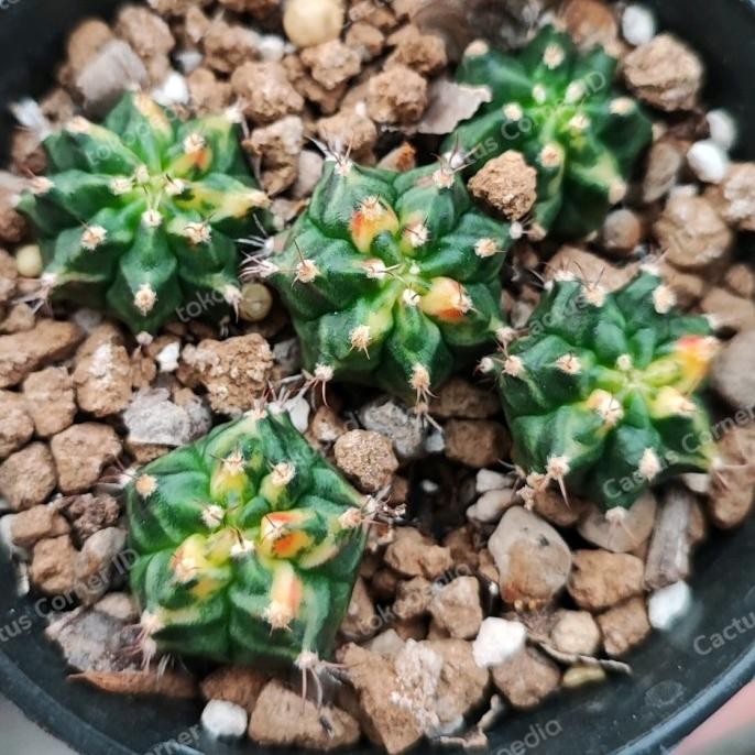 Kaktus Gymno T31115 sudah berakar