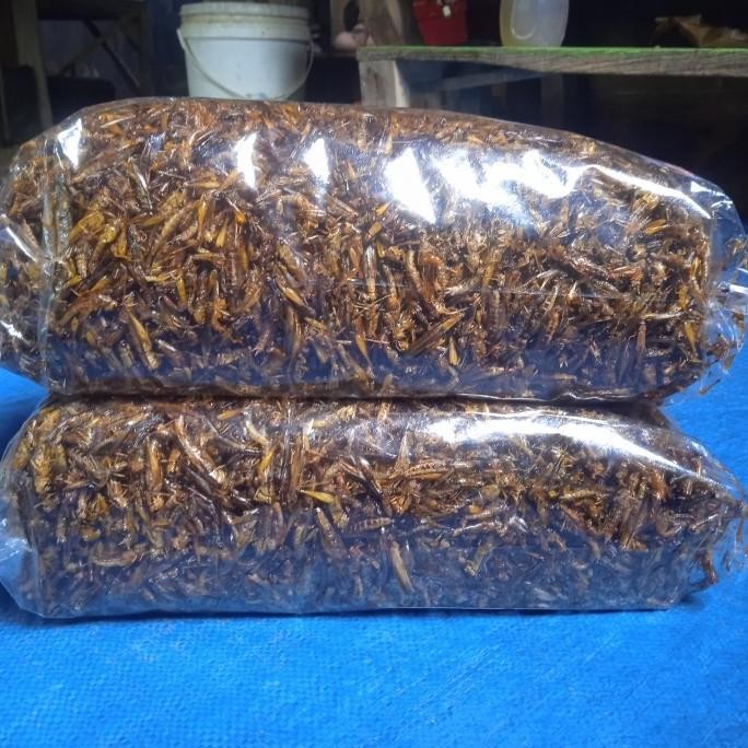 

Ready Gan Belalang Goreng Kiloan Ready Gan F67A