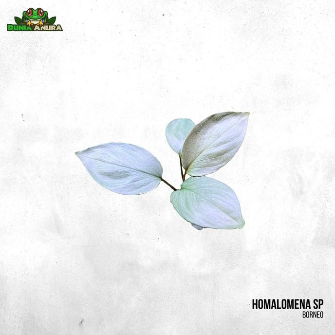 Tanaman Vivarium Homalomena Sp Silver