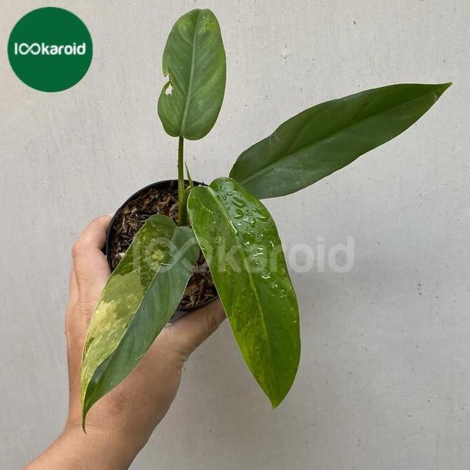 Tanaman Hias Philodendron Domesticum Variegata | Domesticum Varigata