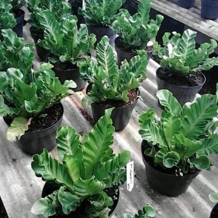 tanaman hias kadaka lasagna atau kadaka cobra