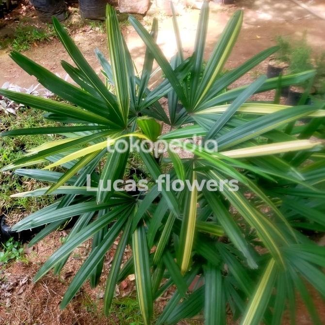palem waregu varigata tanaman hias regu