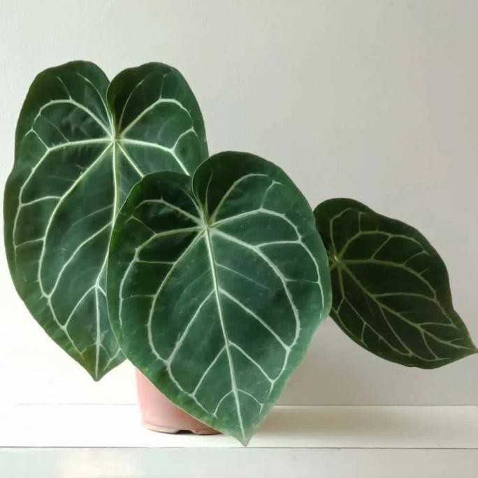 Anthurium magnificum / kuping gajah batang kotak size jumbo