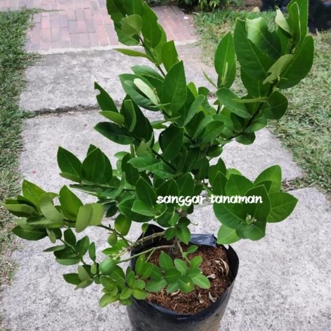 bibit buah jeruk lemon / tanaman buah jeruk lemon