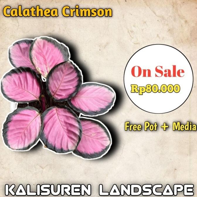 Artificial Tanaman Hias Calathea Crimson Daun Rimbun Termurah( Free Pot + Media )