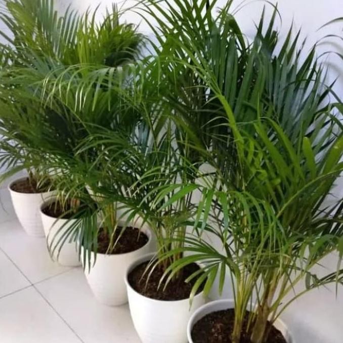 Palm kuning kuning GOLD + pot putih