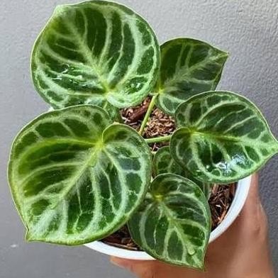 Tanaman Hias Anthurium Dorayaki Tanaman Indoor Anturium Dorayaki