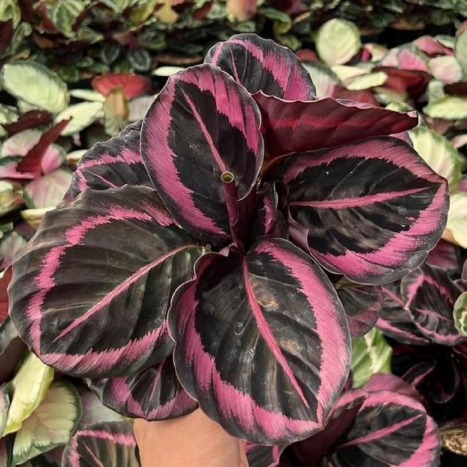 Tanaman Hias Calathea Pink Jessy - Calathea Pink