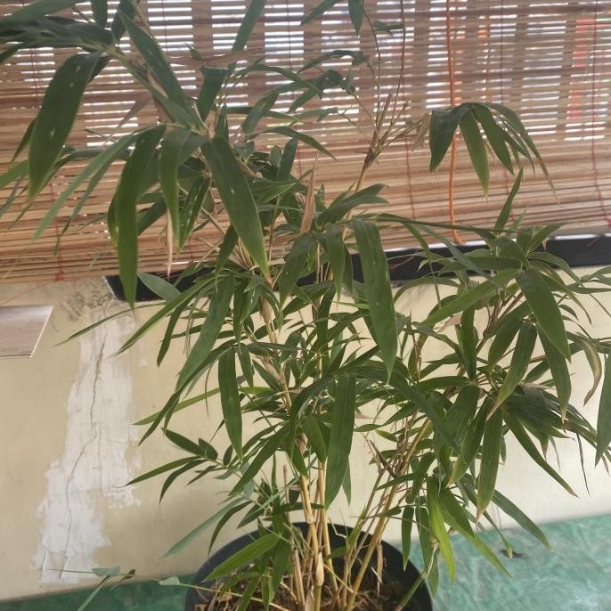 Tanaman hias bambu kuning jepang - pohon bambu jepang super - lebat