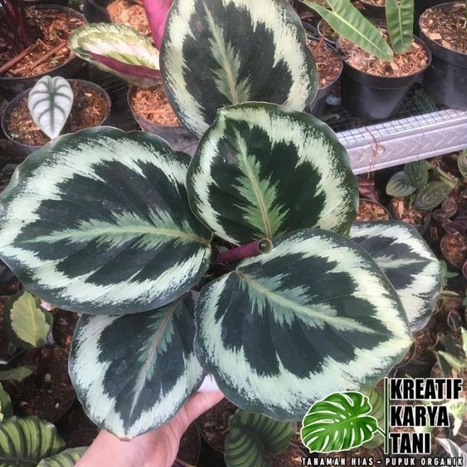 Tanaman Hias Calathea Marion Asli - Calathea Marion