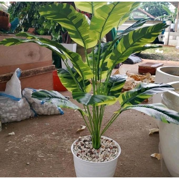 Terlaris Tanaman Hias Tales Jumbo X18 Pohon Hias/Tanaman Pisang/Tanaman Palem