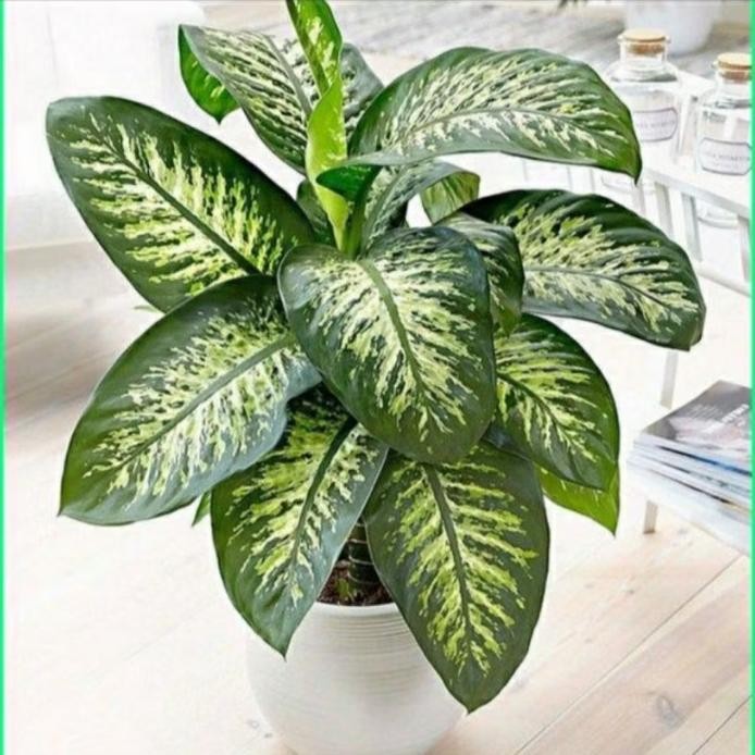 Terlaris Tanaman Hias Blanceng Zebra - Tanaman Sri Rezeki Zebra Ukuran Besar