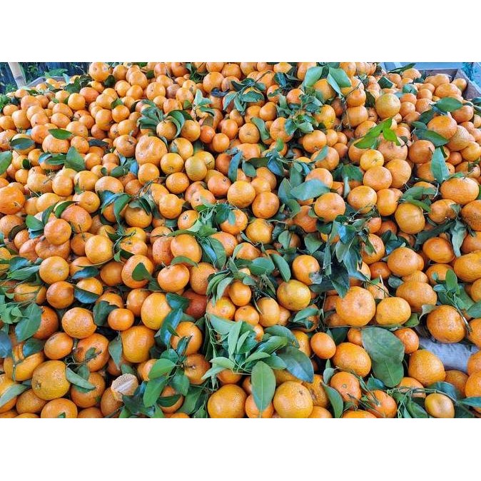 Diskon Jeruk Santang Madu Super Shantang Orange Premium 1 kg - Buah Segar Beku - Frozen, Jeruk