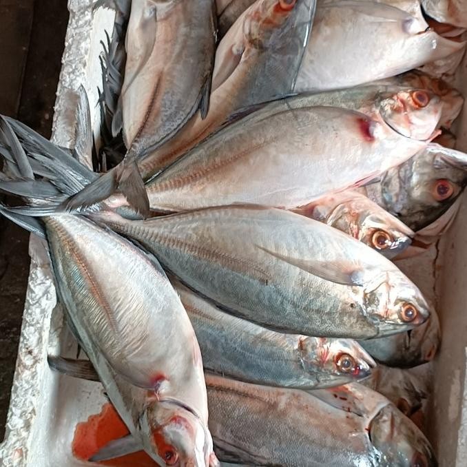

SIAP KIRIM IKAN KUWE LILIN SEGAR PREMIUM 1 KG ISI 1-2 EKOR