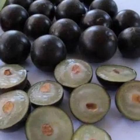 bibit buah anggur brazil jaboticaba sabara..kupa landak jaboticaba..